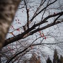 Leafless Tree Branches