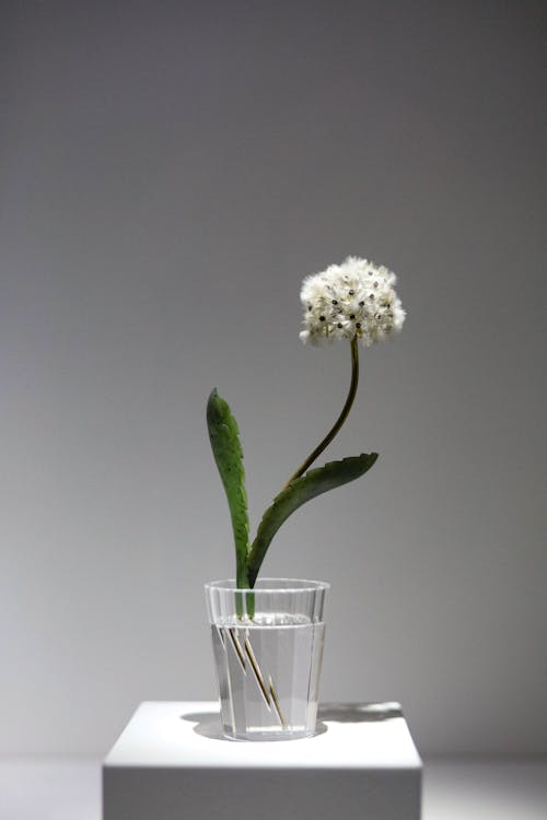 Free Flower in Vase Stock Photo