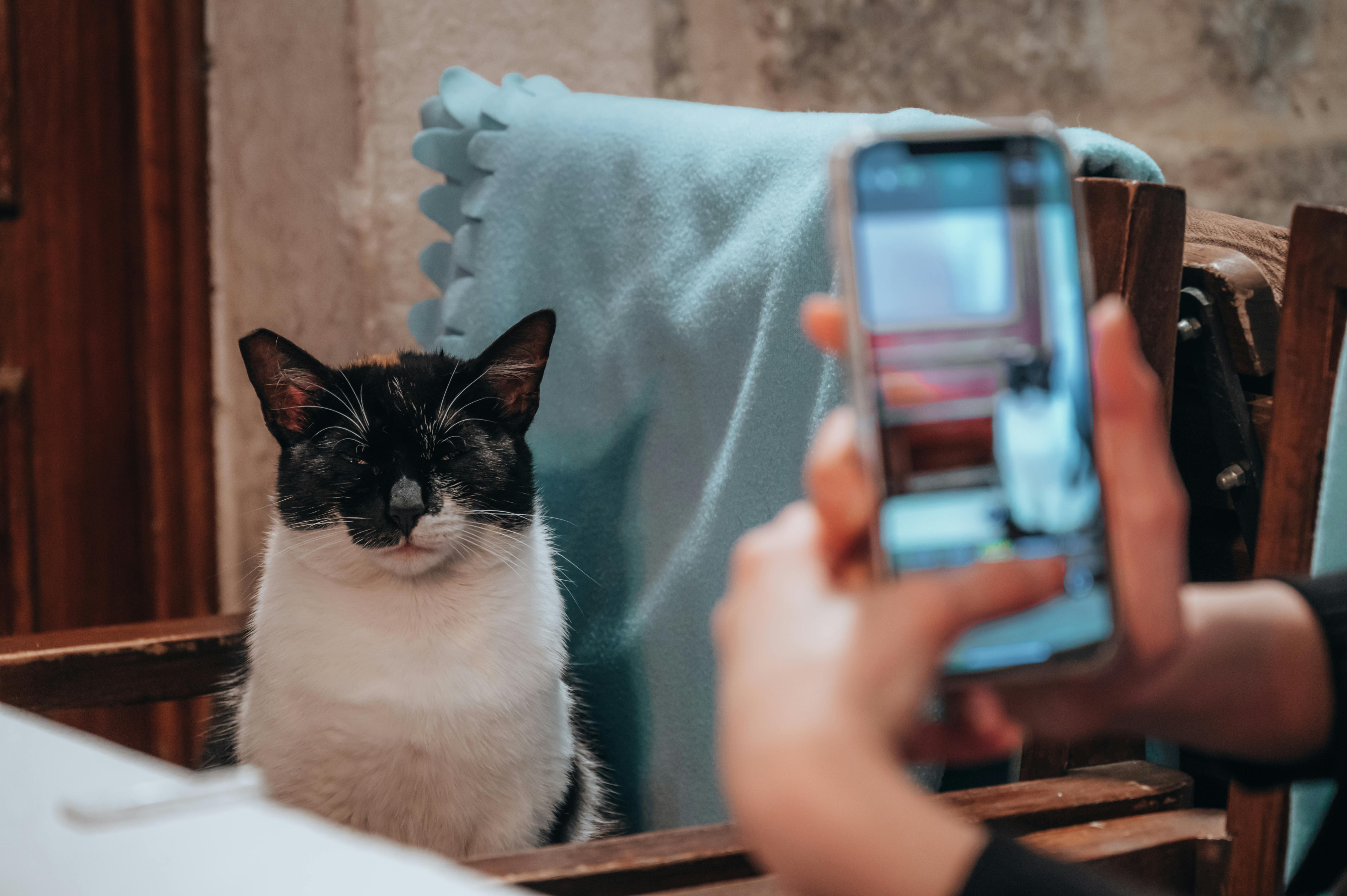 pet technology meaning — Photo by Zekai Zhu on Pexels