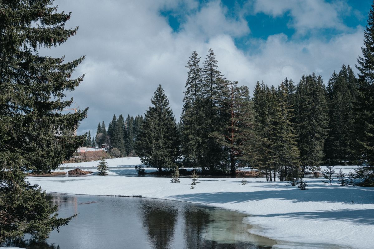 Snow covered pines and a frozen lake in winter at Zabljak, Durmitor