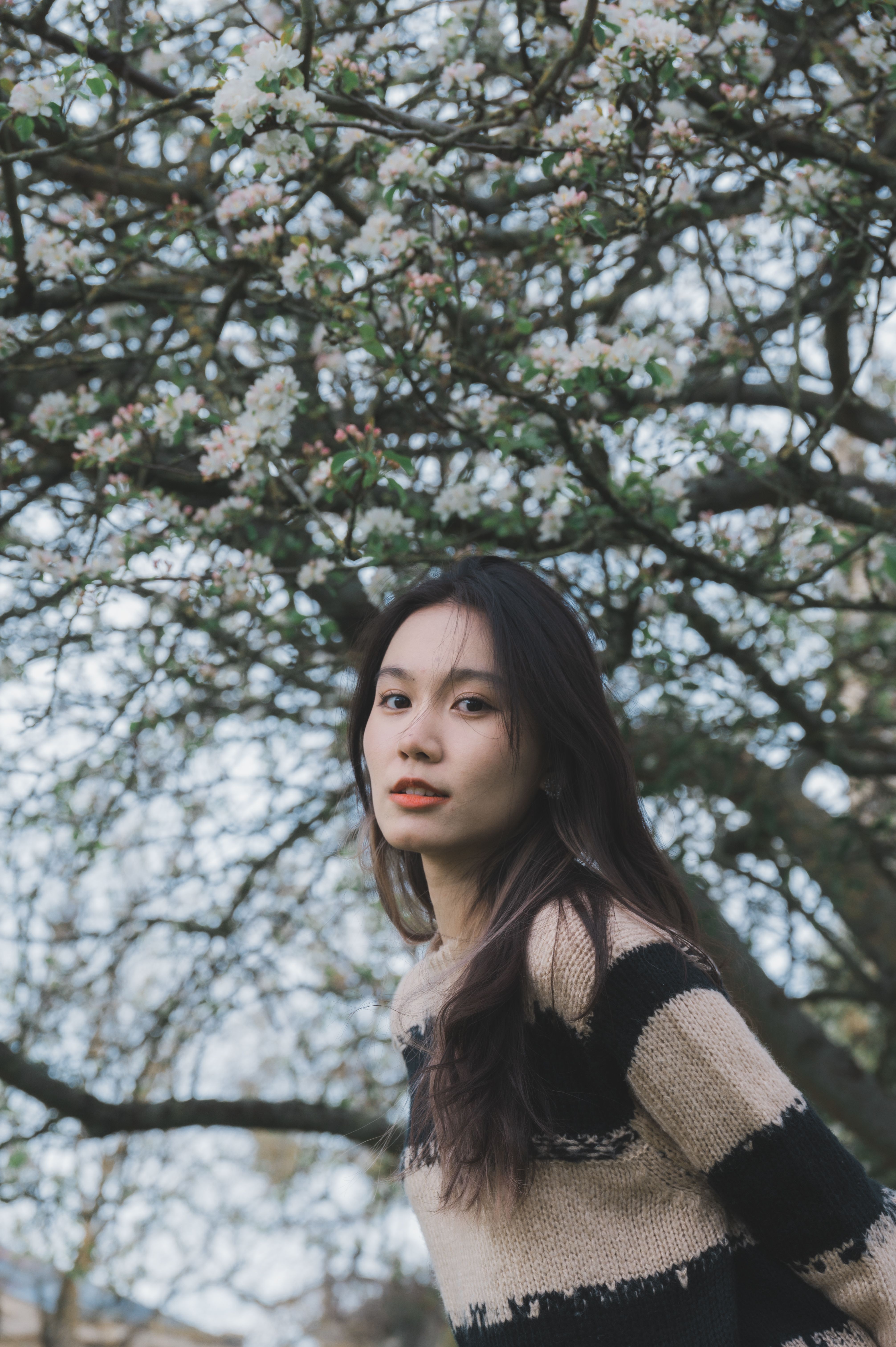 A Woman Standing Under a Cherry Blossom Tree · Free Stock Photo