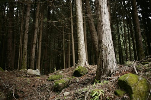 Kostnadsfria Kostnadsfri bild av grenar, natur, rötter Stock foto
