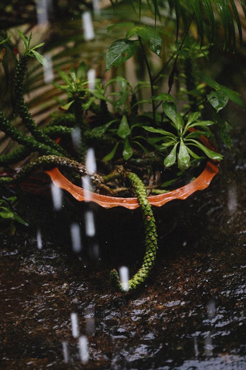 Foto d'estoc gratuïta de cassola, flora, plantes