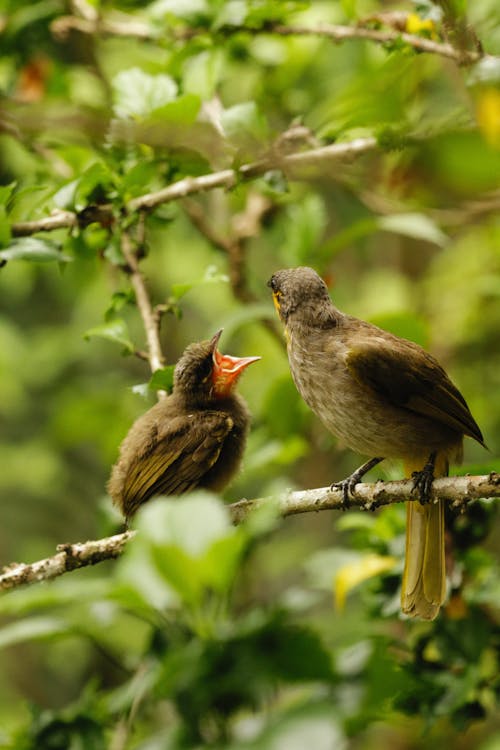 Fotobanka s bezplatnými fotkami na tému bulbul pásikavý, fotografovanie vtákov, posadený