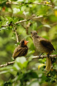 Two Stripe-throated Bulbuls perched on a branch, engaging in a lively interaction in a lush environment.