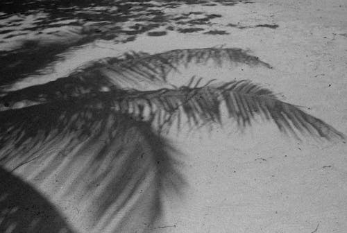 Free A Grayscale of the Shadow of a Palm Tree on the Sand Stock Photo