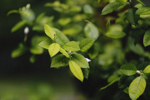 
A Close-Up Shot of Green Leaves of a Plant