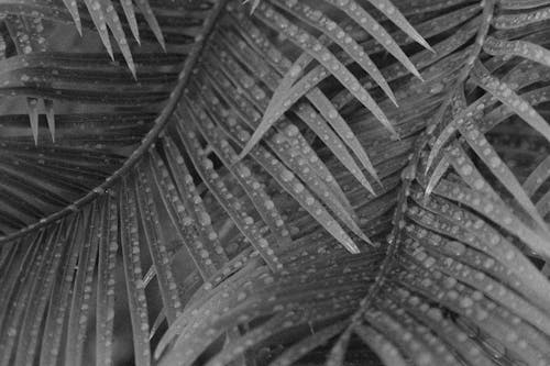 Palm Leaves With Water Droplets 