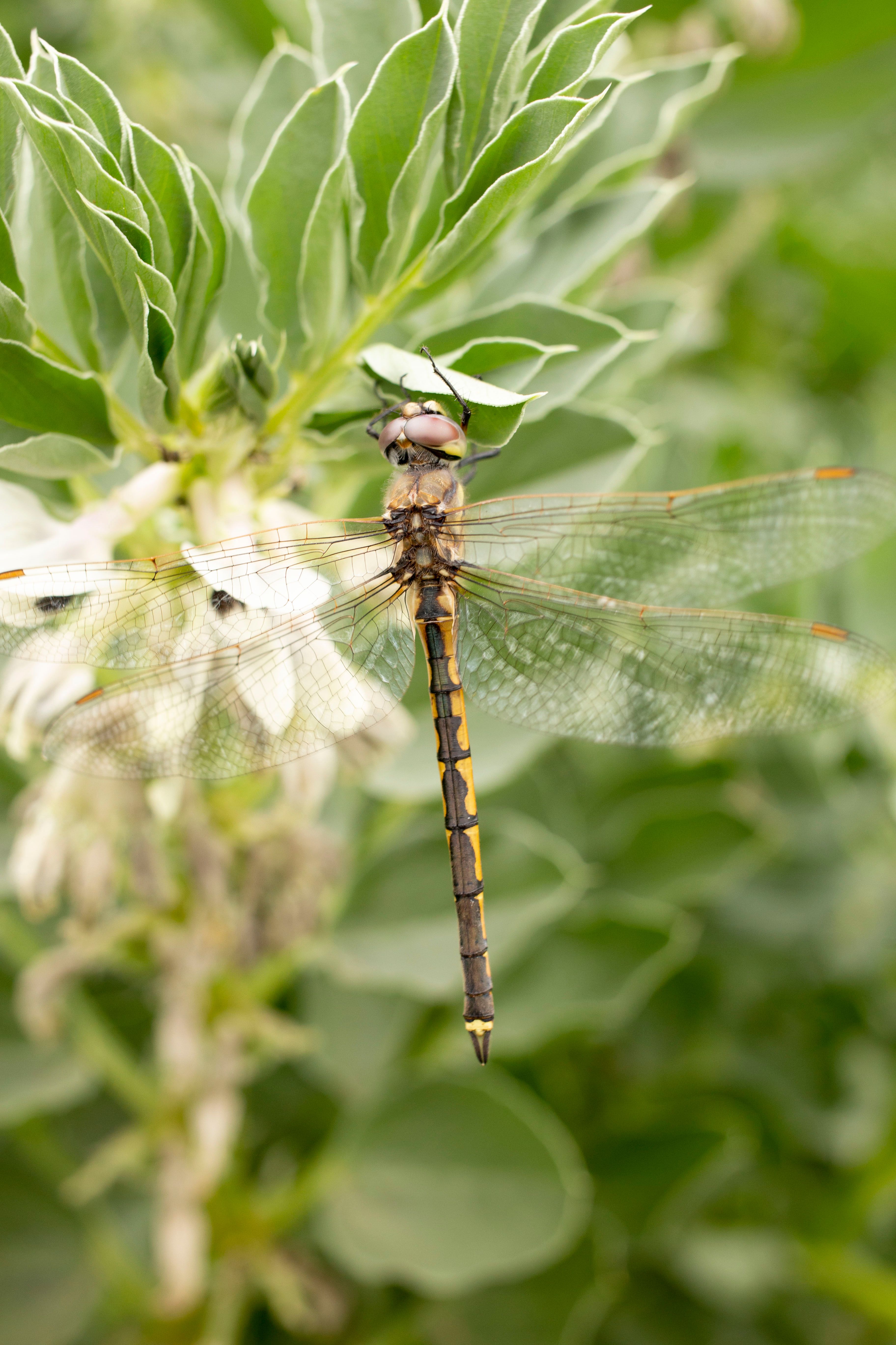 Close Up Photo of a Dragonfly · Free Stock Photo