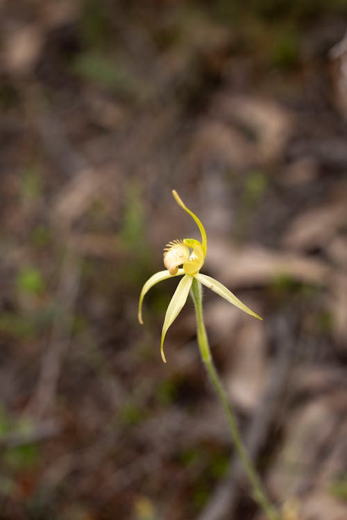 Yellow-Lip Spider Orchid