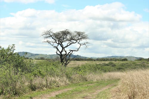 Immagine gratuita di albero, ambiente, arbusti