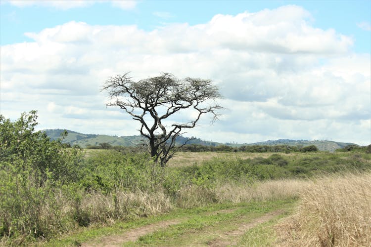 Shrubs And A Tree On A Field