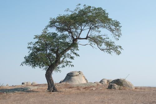 Free A lone tree stands amid boulders in the Australian landscape, exuding tranquility. Stock Photo