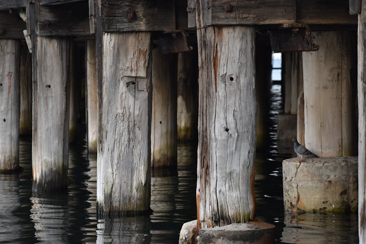 Wooden Pier Support Beams