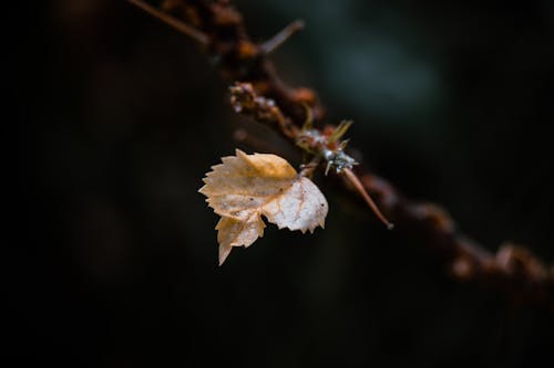 Brown Leaf in Close Up Shot