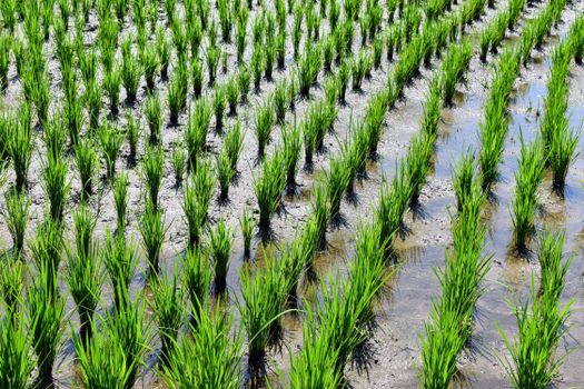 young green rice seedlings
