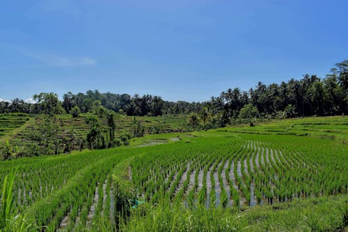 คลังภาพถ่ายฟรี ของ tabanan, การเกษตร, ข้าวเปลือก