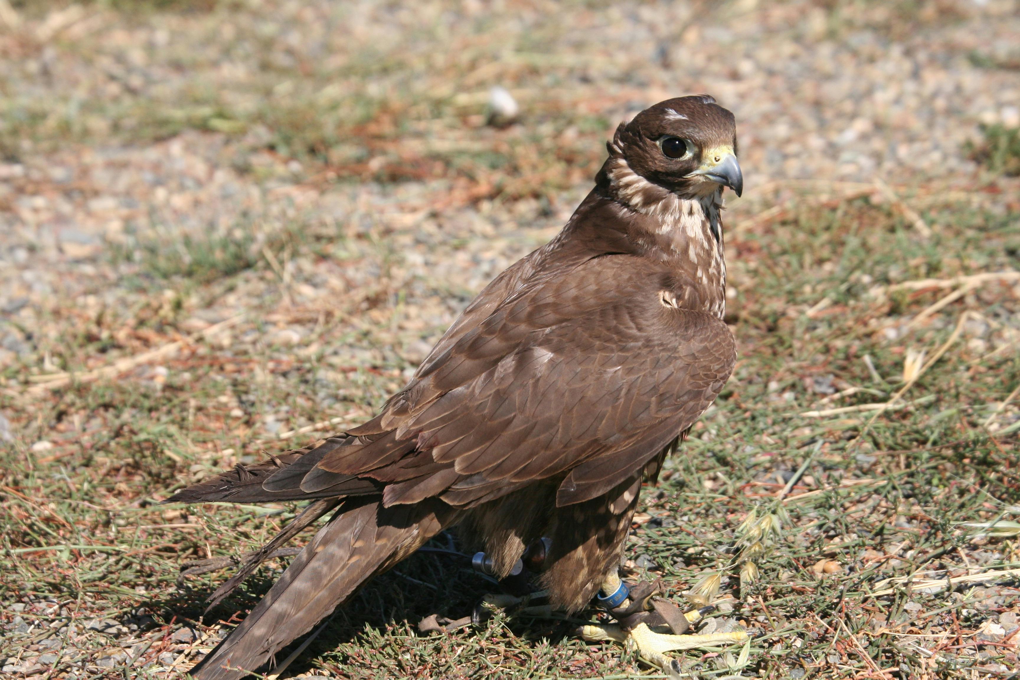 鷹の無料の写真素材