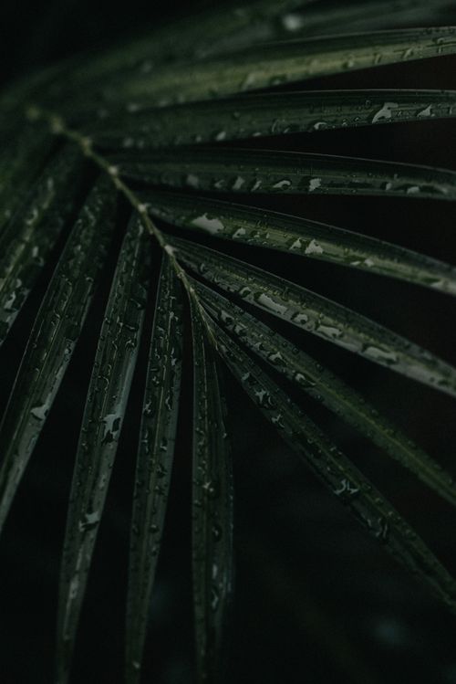 Free Close-up of dark green palm leaves with water droplets, creating a fresh and natural look. Stock Photo