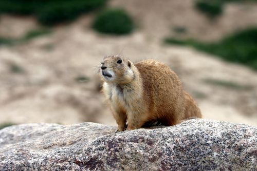 Free A close-up of a prairie dog on a rock in an outdoor setting, showcasing its curious expression. Stock Photo