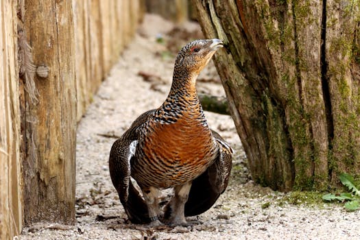 Close Up Shot of a Bird