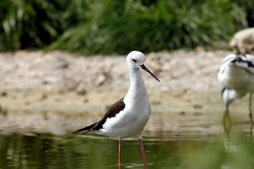 Free A Black-winged Stilt (Himantopus himantopus) wading in a serene pond with natural surroundings. Stock Photo