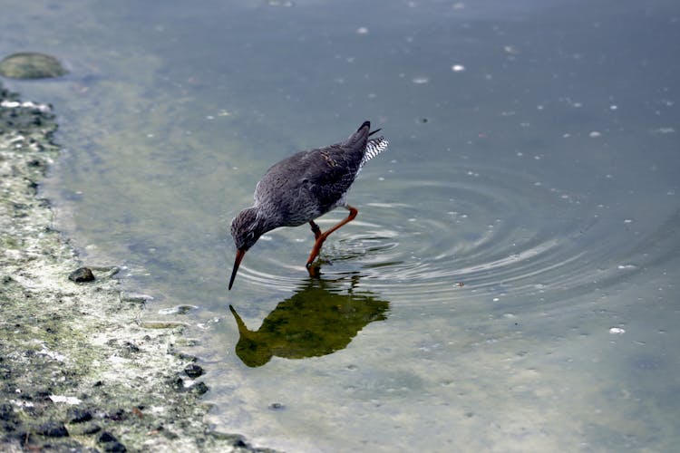 Common Redshank Drinking Water In A River