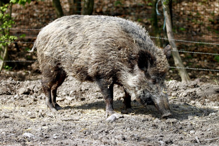 Wild Boar In Close Up Shot