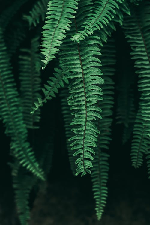 Green Fern Plant in Close-Up Photography