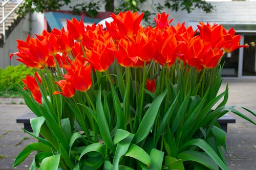 Gratis lagerfoto af blomsterfotografering, blomstrende, flora