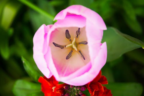 Kostnadsfri bild av blomfotografi, blomning, lila blomma