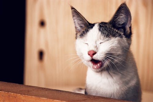 Close-up Photo of Cat with its Eyes Closed 