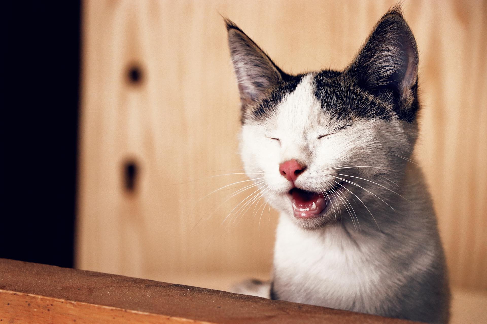 Close-up Photo of Cat with its Eyes Closed