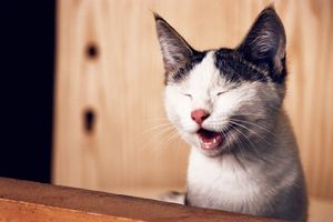 Chat joueur