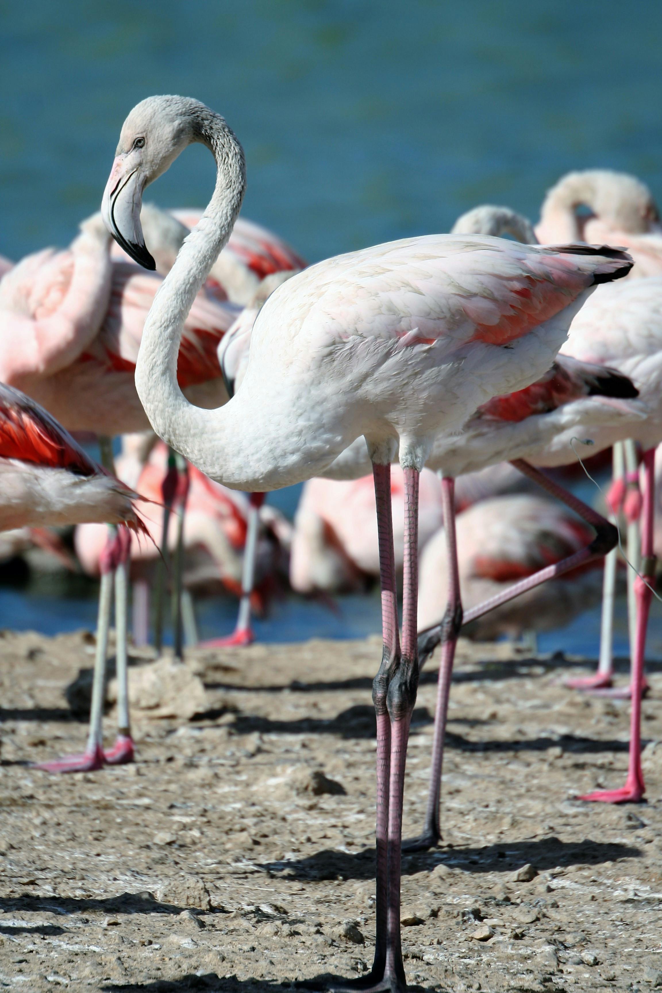 Foto Stok Gratis Tentang Flamingo