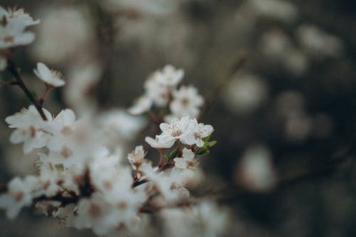 Fotobanka s bezplatnými fotkami na tému biele kvety, čerešňový kvet, flóra