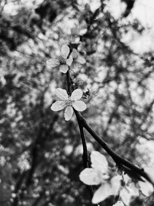 Close-Up Photo of White Cherry Blossom Flower in Grayscale Photography