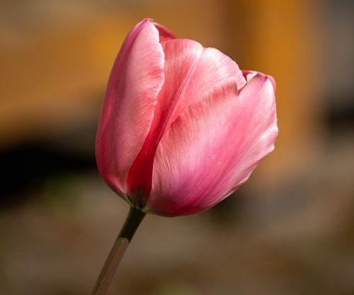 Free Stunning close-up of a vibrant pink tulip blossom, showcasing delicate petals and vivid colors. Stock Photo