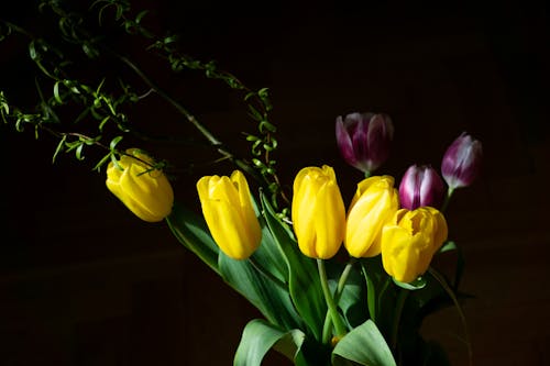 Close Up Photo of Tulips