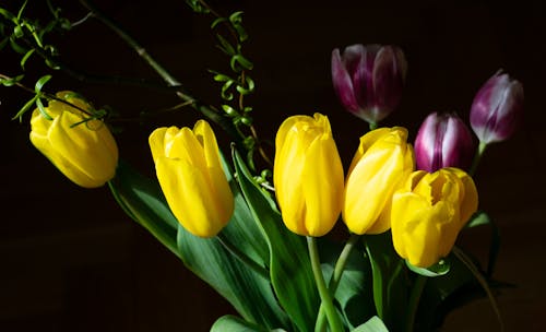 Yellow Tulips in Close Up Photography