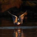 White and Brown Bird Flying