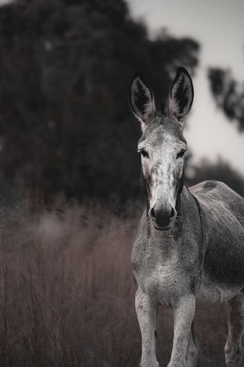 Grayscale Photo of a Donkey