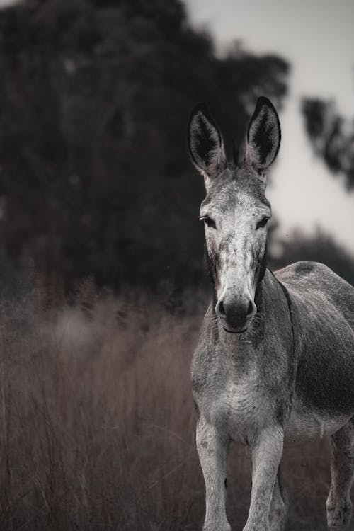 Gratis lagerfoto af æsel, dyr, gråtoneskala