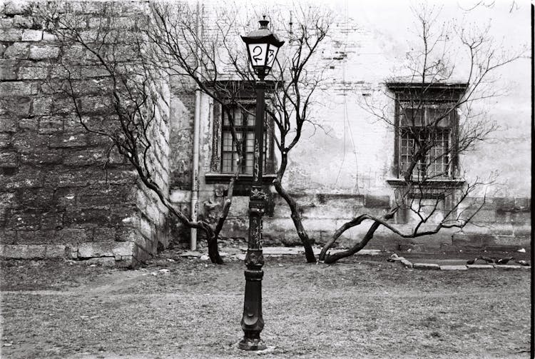 A Grayscale Of A Street Lamp And Deciduous Trees