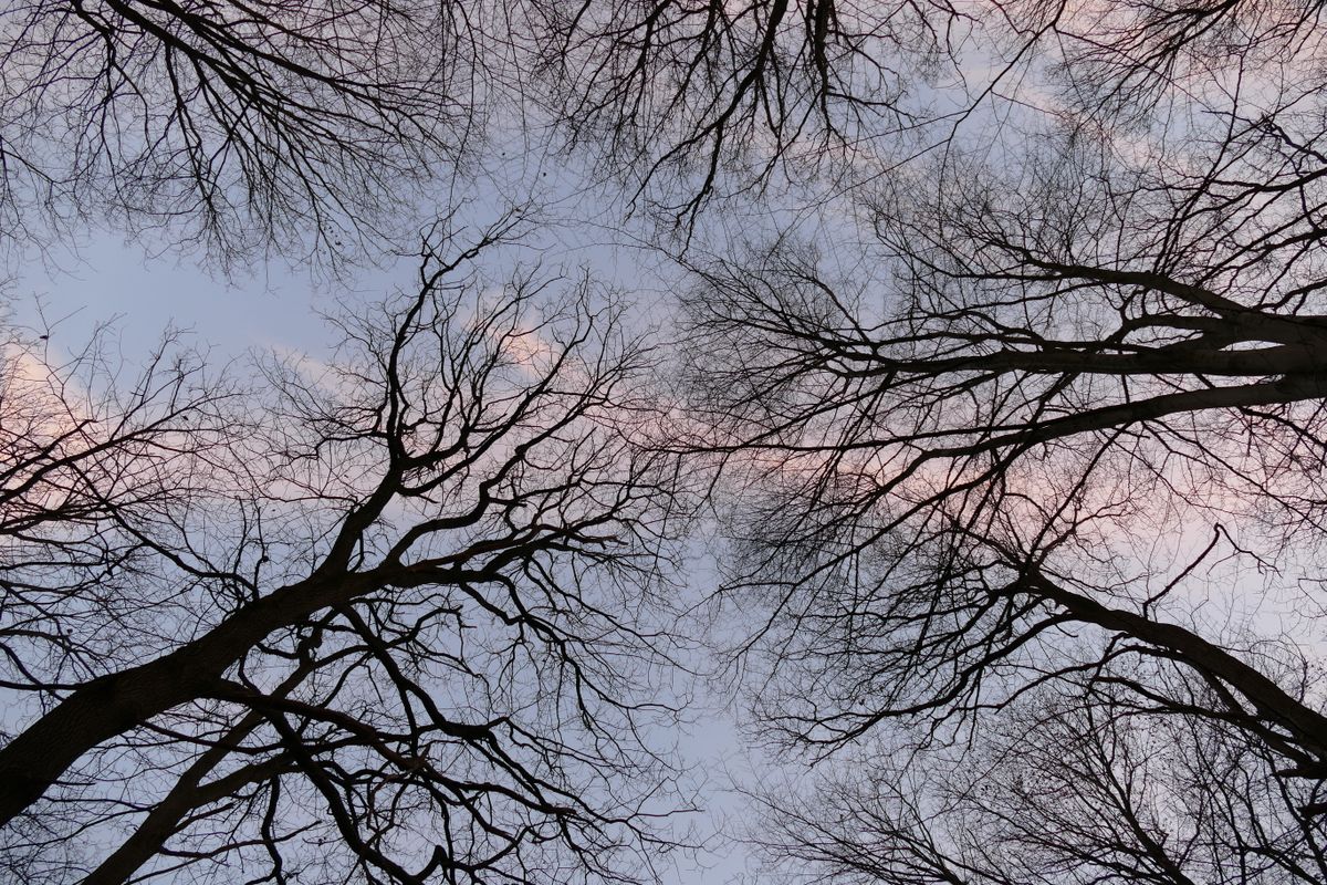 A striking view of bare tree branches silhouetted against a colorful twilight sky, capturing winter's quiet beauty.
