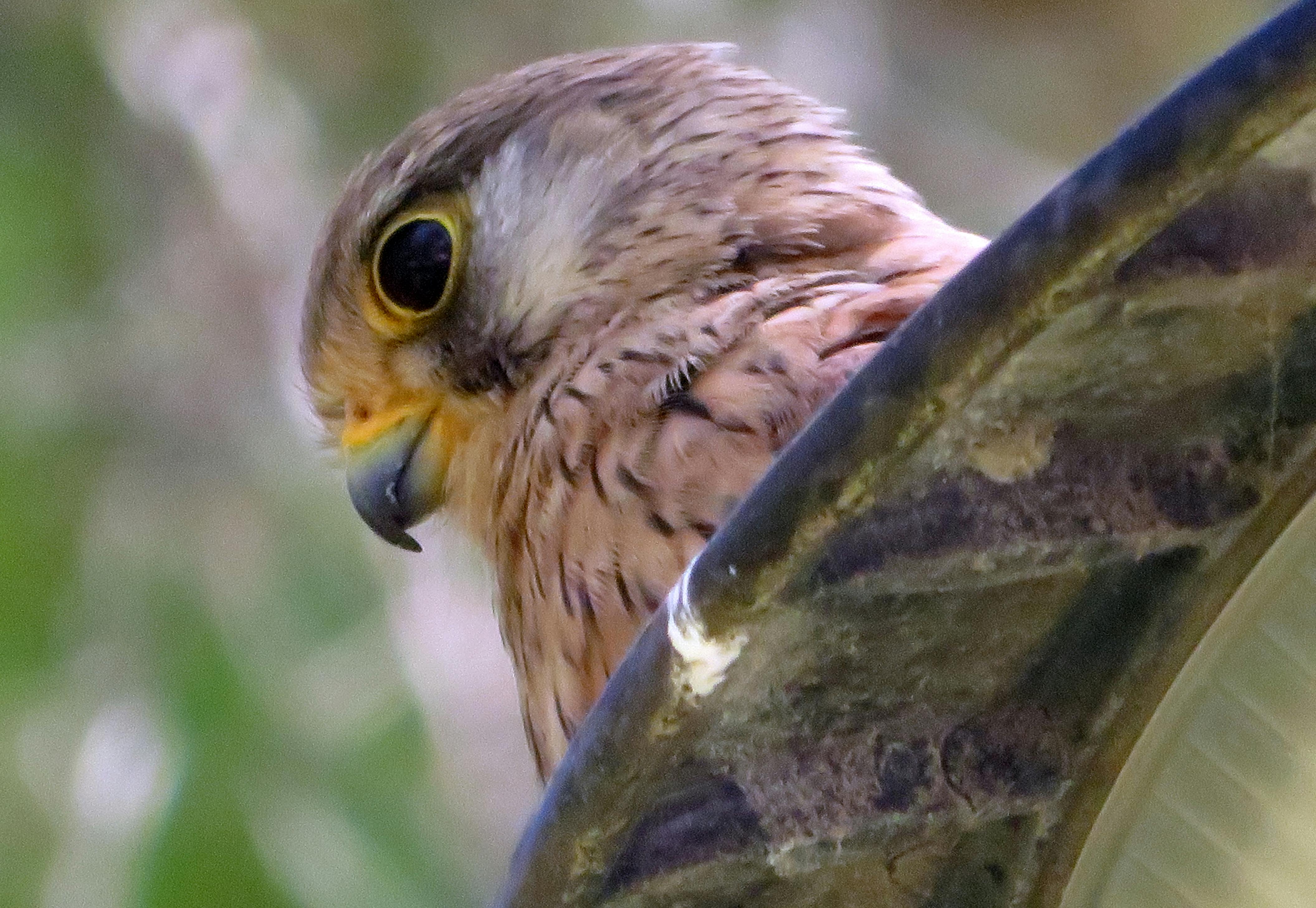 Wanita hamil mengenakan gamis dan memadukannya dengan aksesoris