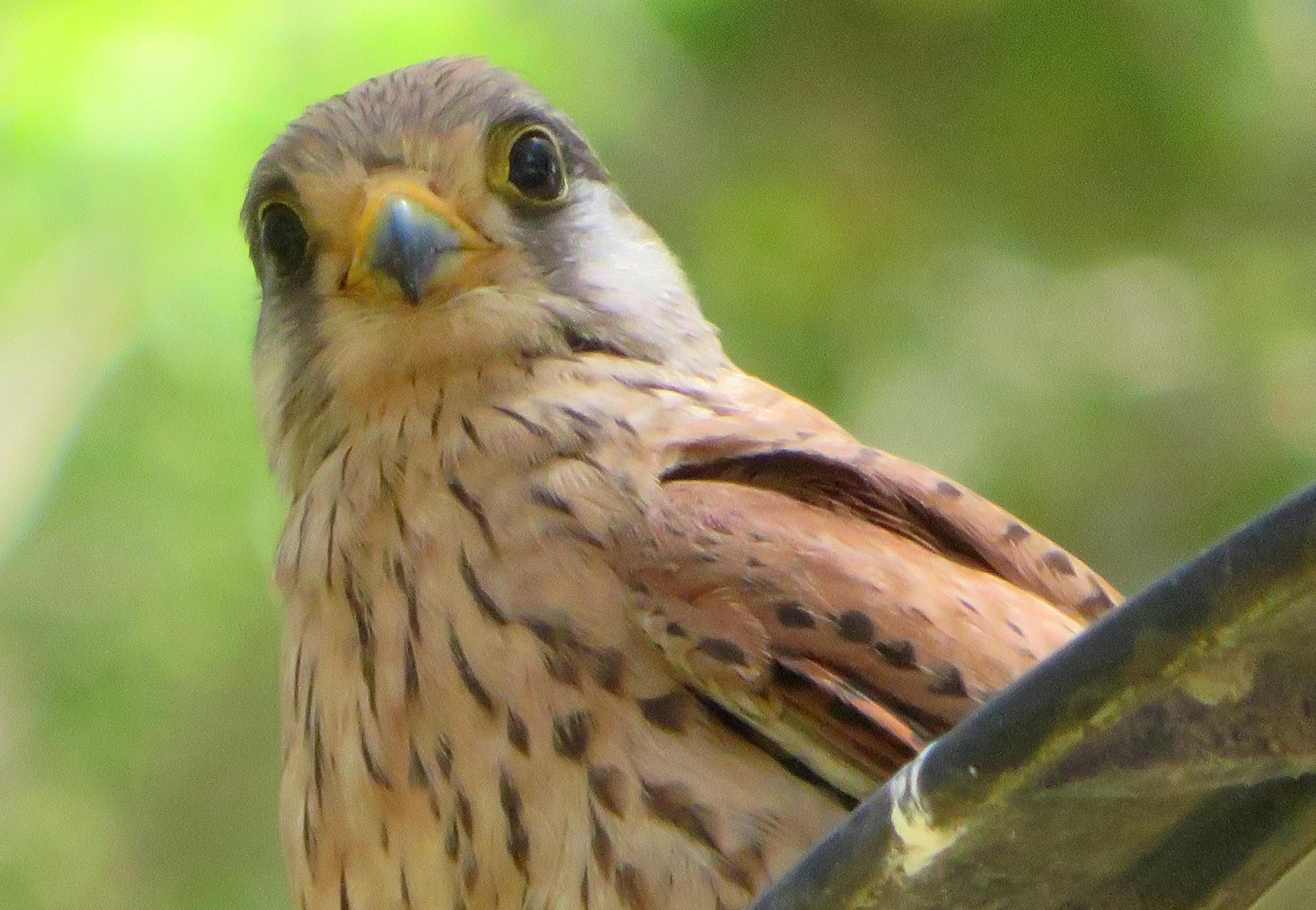 Detail desain gamis hamil dengan saku tersembunyi