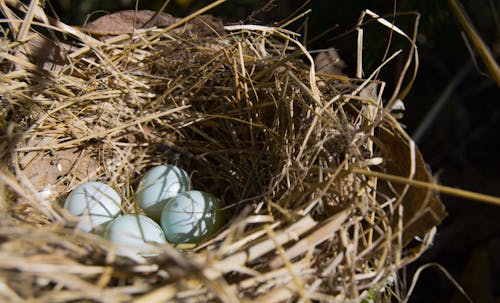 Photo of White Eggs on a Nest
