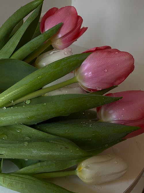 Kostnadsfri bild av blomfotografi, blommor, flora