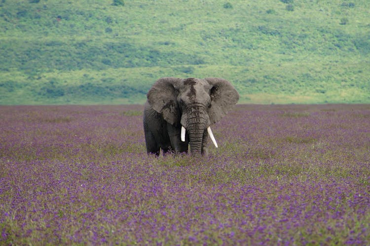 An Gray Elephant On Flower Field